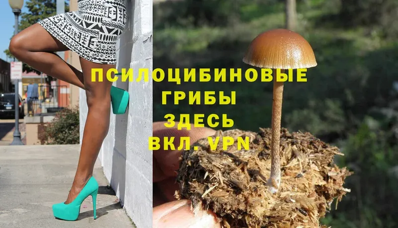 кракен как войти  Беслан  Псилоцибиновые грибы Psilocybe 